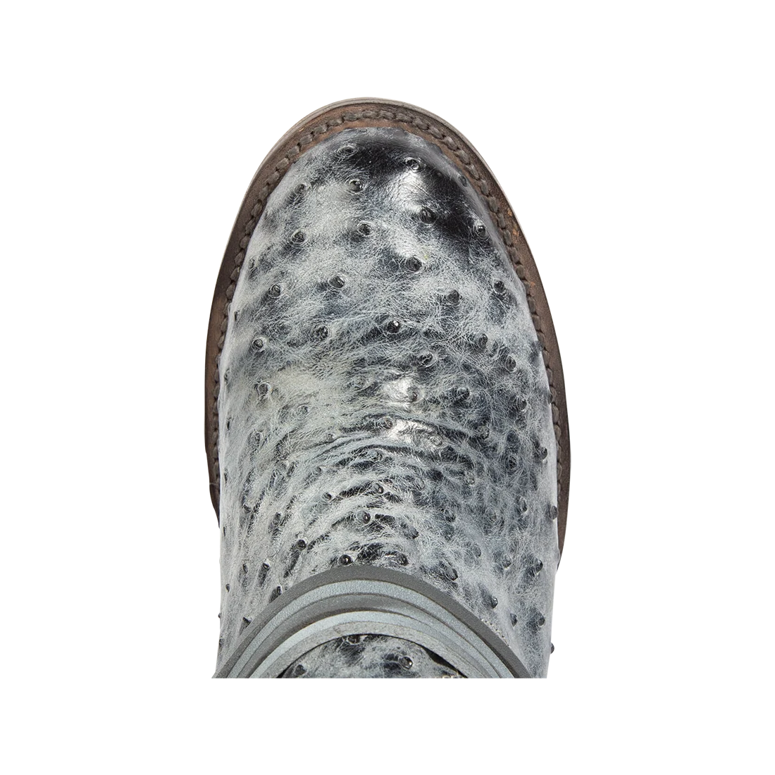 Coal - Ice Ostrich - Image 8