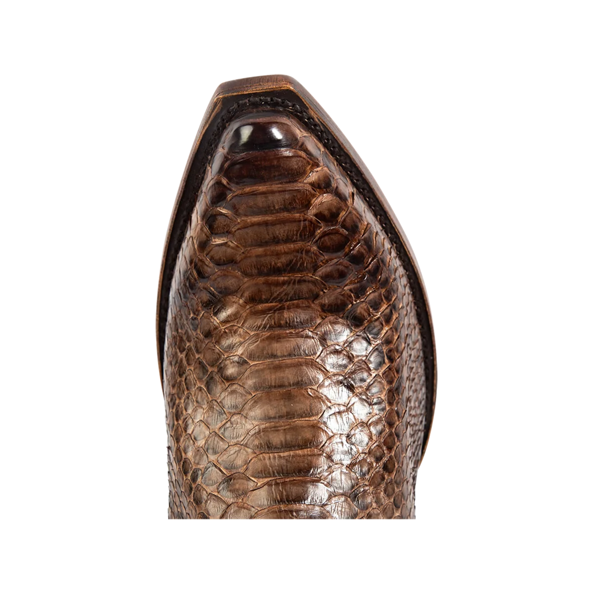 Marshall - Brown Python - Image 7