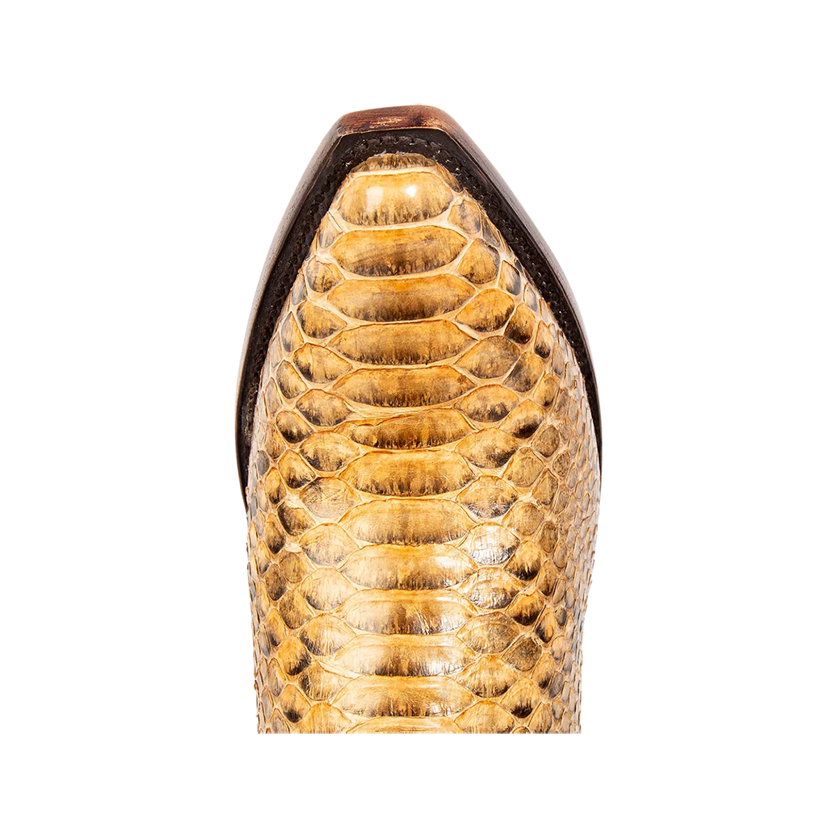 Marshall - Canary Python - Image 7
